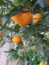 夏みかん-1.jpg
