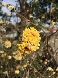 三椏-2.jpg