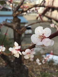 梅-1.jpg