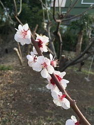 梅-2.jpg