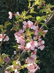 河津桜-2.jpg