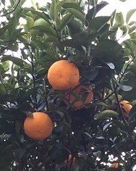 夏みかん-2.jpg