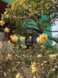 三椏-1.jpg