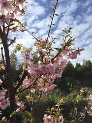 河津桜-1.jpg