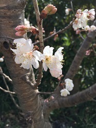 さくらんぼ-2.jpg
